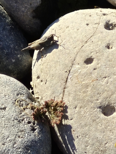 Aztec Pygmy Grasshopper