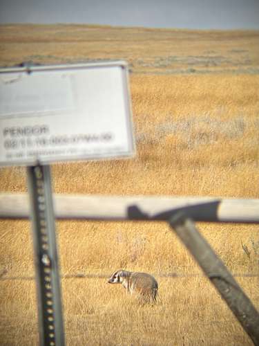 American Badger
