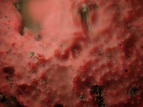 Aplysilla observed 2026-09-08