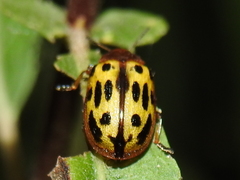 Chrysomela texana