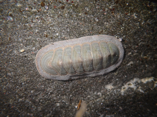 Tripoplax regularis observed 2026-09-08