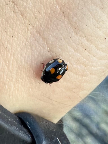 Sigil Lady Beetles