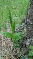 Polygonatum humile