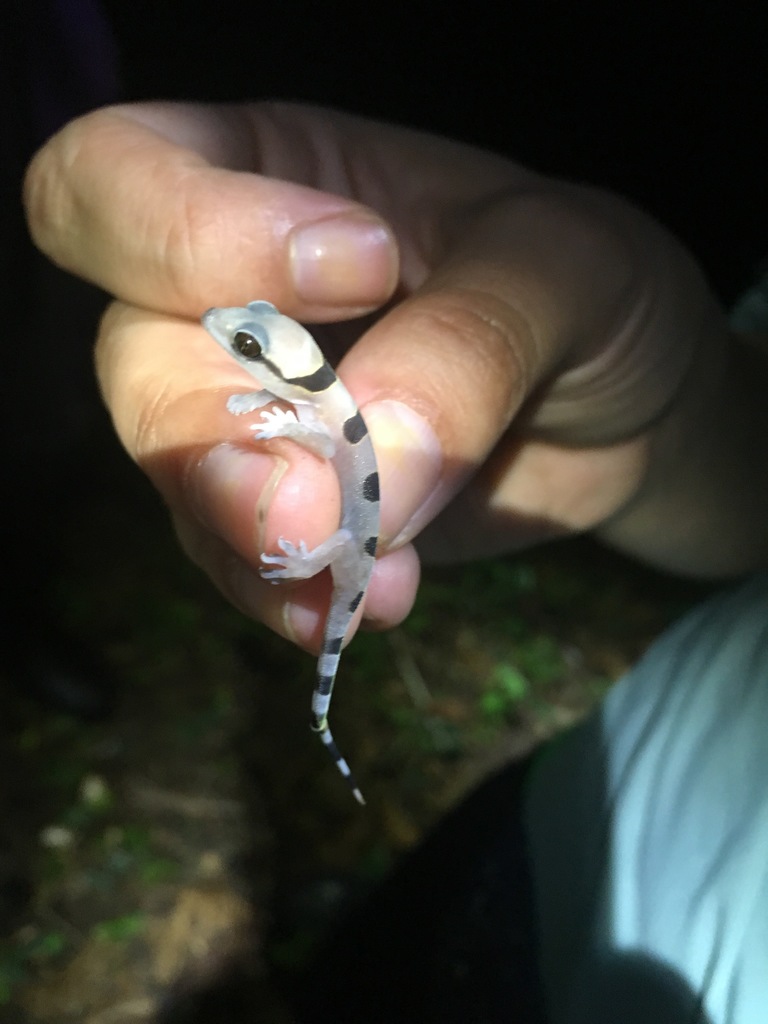Bioko Leaf-Toed Gecko