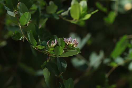 leafy lespedeza