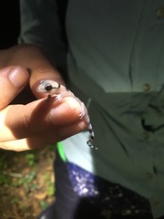 Hemidactylus biokoensis