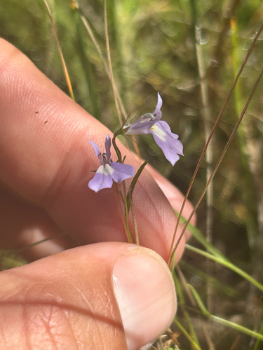 Lobelia kalmii, photograph 6