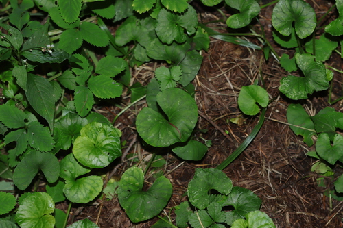 curved-stemmed violet