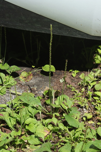 greater plantain