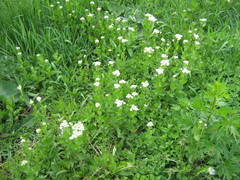 Lepidium draba