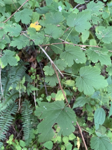 Ribes cynosbati, photograph 3