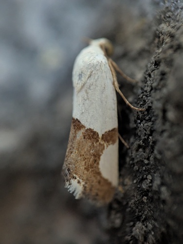 Ponometia cuta