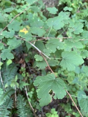 Ribes cynosbati, photograph (c) Senna Bryce Robeson, some rights reserved (CC BY)