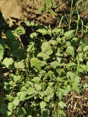 Urtica dioica
