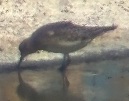 Baird's Sandpiper