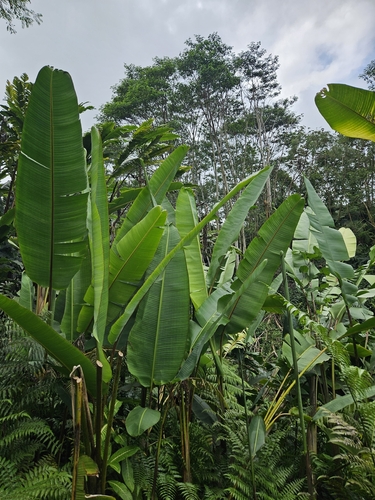 Heliconia mariae observed 2026-09-08