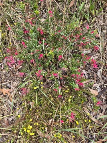 Grevillea lavandulacea, photograph 3