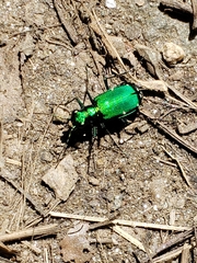 Cicindela sexguttata