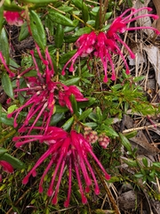 (c) herbie-hancock, some rights reserved (CC BY) Grevillea lavandulacea, photograph (c) herbie-hancock, some rights reserved (CC BY)
