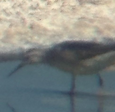 Wilson's Phalarope