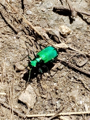 Cicindela sexguttata