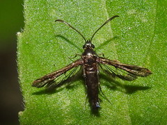 Synanthedon hela