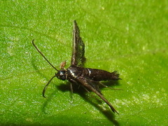 Synanthedon hela