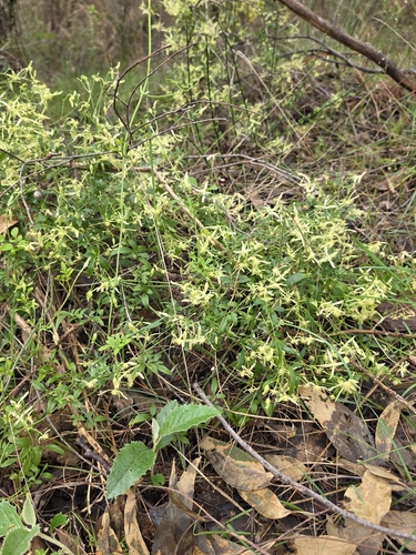 Clematis microphylla, photograph 6