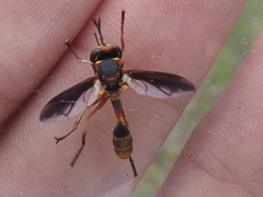 Physocephala marginata