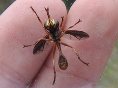 Physocephala marginata