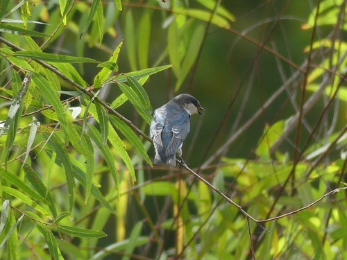 Tree Swallow