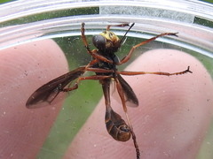 Physocephala marginata