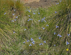 Moraea dracomontana