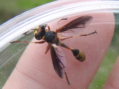 Physocephala marginata