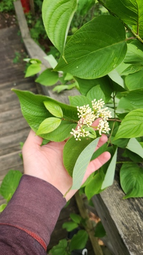 Cornus rugosa, photograph 5