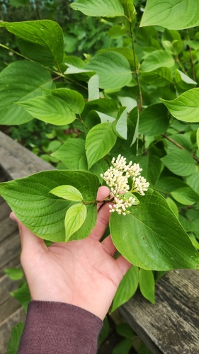 Cornus rugosa, photograph 4