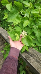 Cornus rugosa, photograph (c) Patrick Jackson, some rights reserved (CC BY)