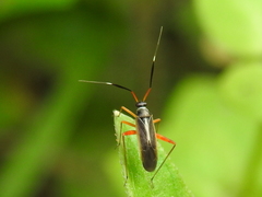 Garganus albidivittis