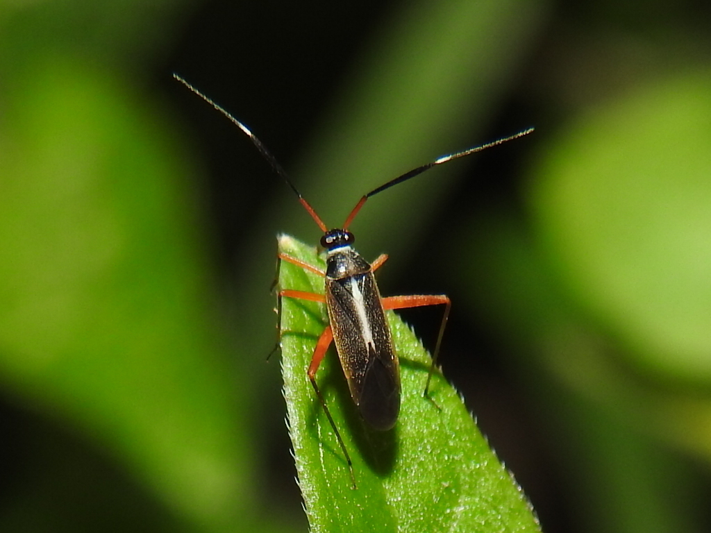 Garganus albidivittis