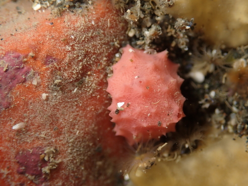 Aplysilla observed 2026-09-08