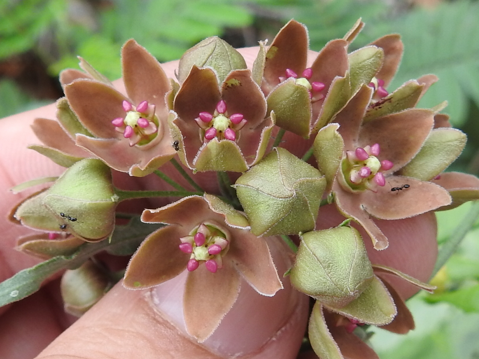 Funastrum crispum