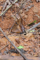 Charaxes lucretius lucretius