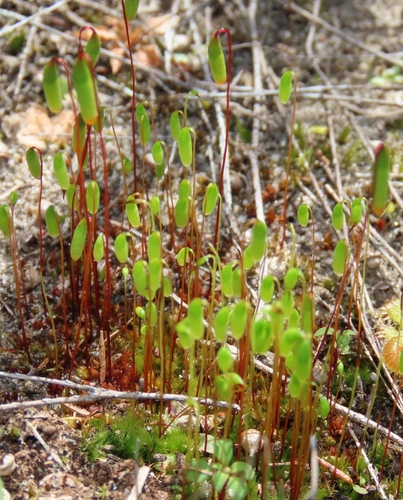 Rosulabryum torquescens observed 2026-09-09