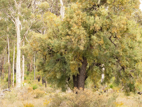 Nuytsia floribunda, photograph 5