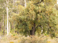 Nuytsia floribunda, photograph (c) Carmon, some rights reserved (CC BY-SA)