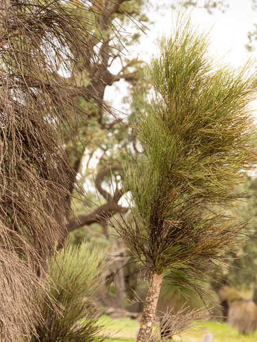 Nuytsia floribunda, photograph 6