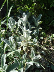 Stachys byzantina