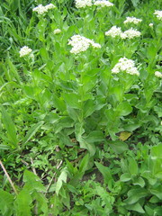 Lepidium draba