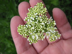 Lepidium draba