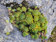 Sempervivum montanum, photograph (c) James Fowler, some rights reserved (CC BY)